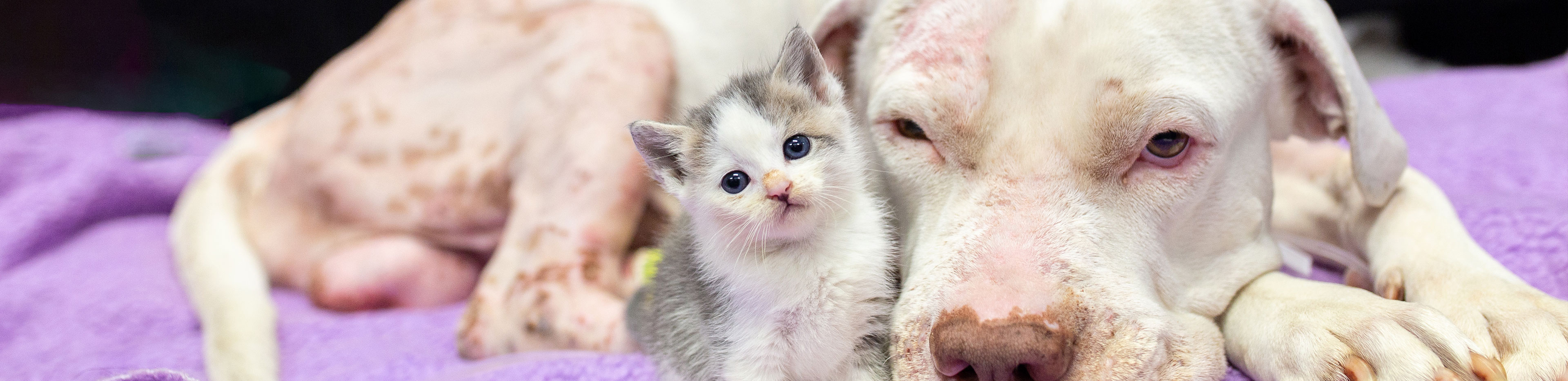 rspca highlights 2018 - 2019 queensland